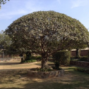 Gobin Sadan Tree